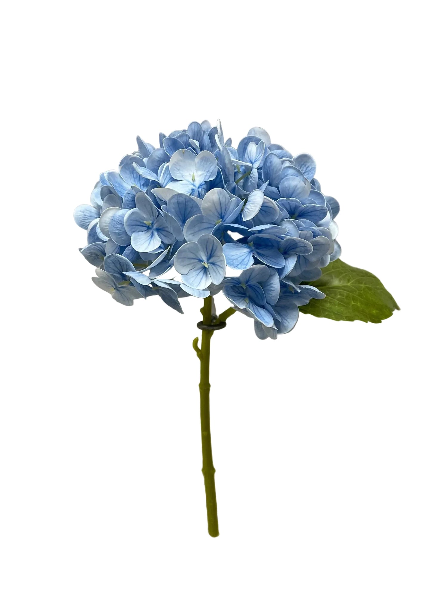 Light Blue Fresh Touch Hydrangea