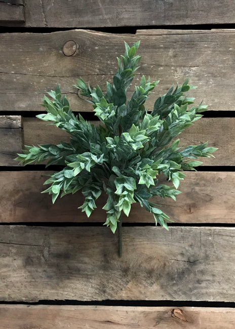 Rucus Leaves Bush