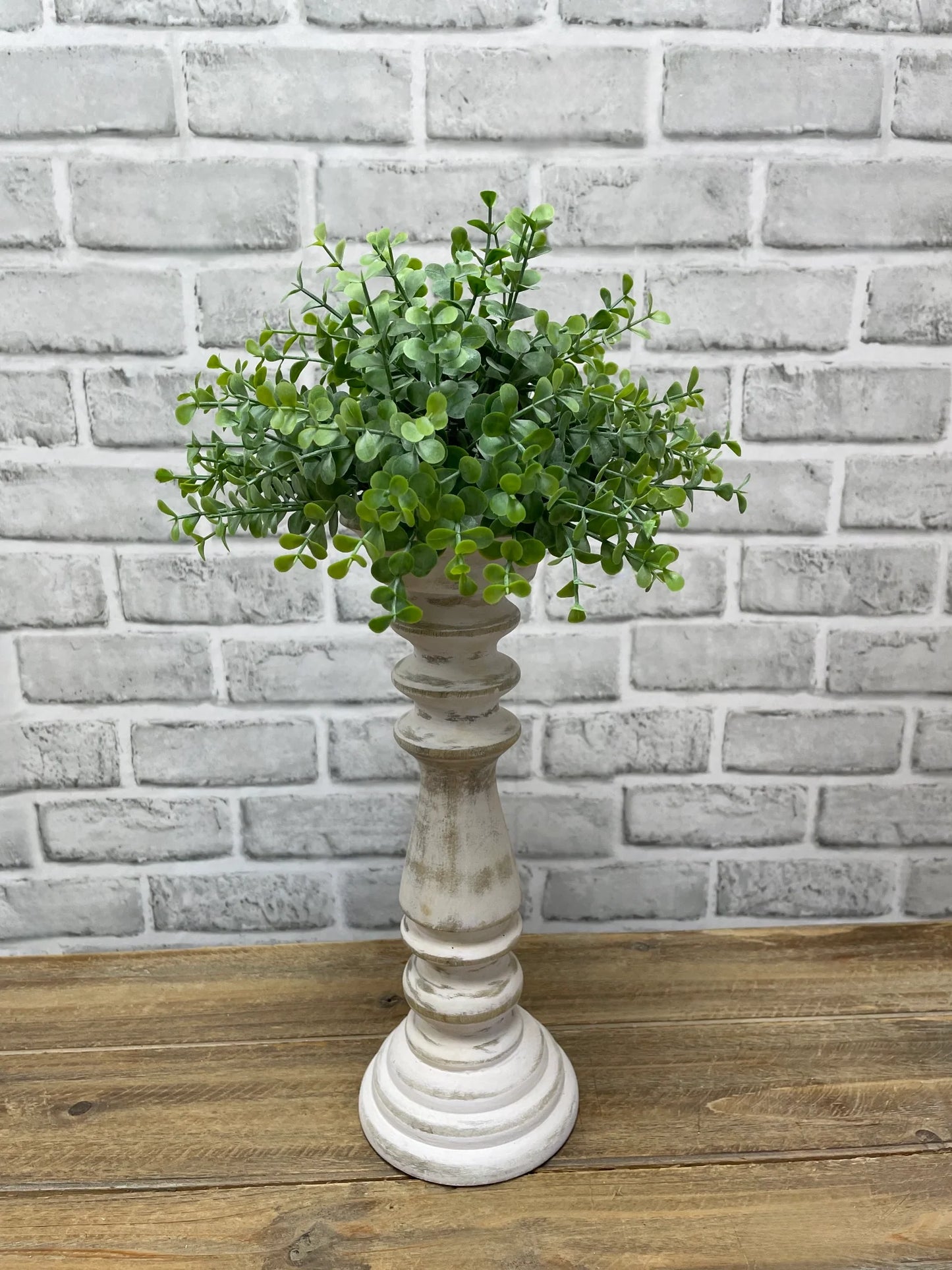 Baby Tears plant