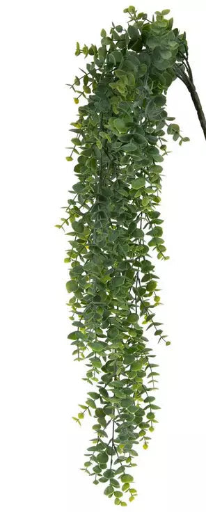 Eucalyptus Bush