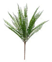BOSTON FERN BUSH | GREEN