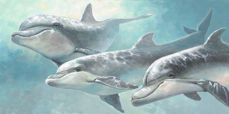 Dolphin Trio Custom Art-13x26