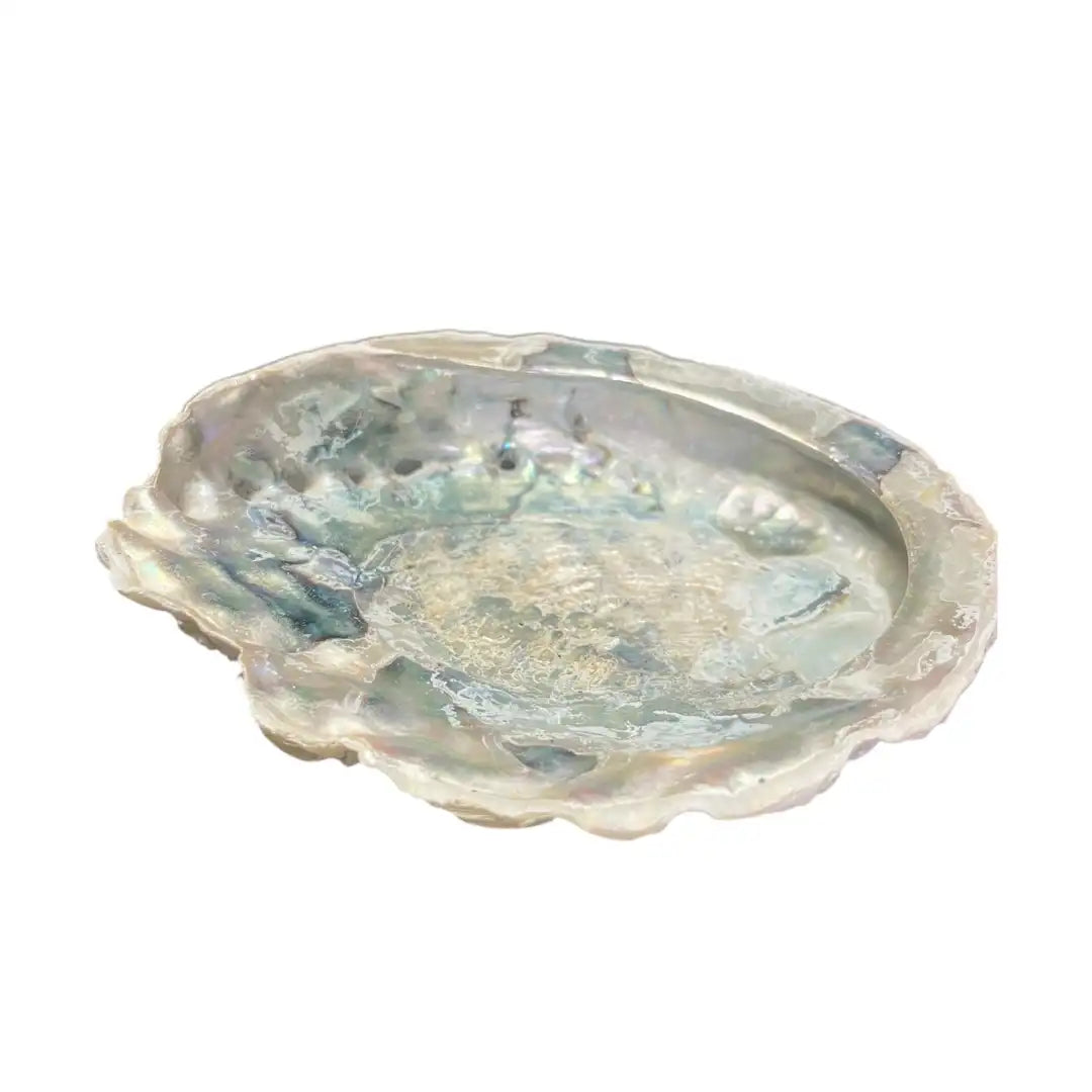 Abalone shell