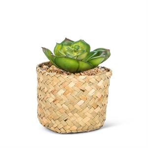 Succulent in basket