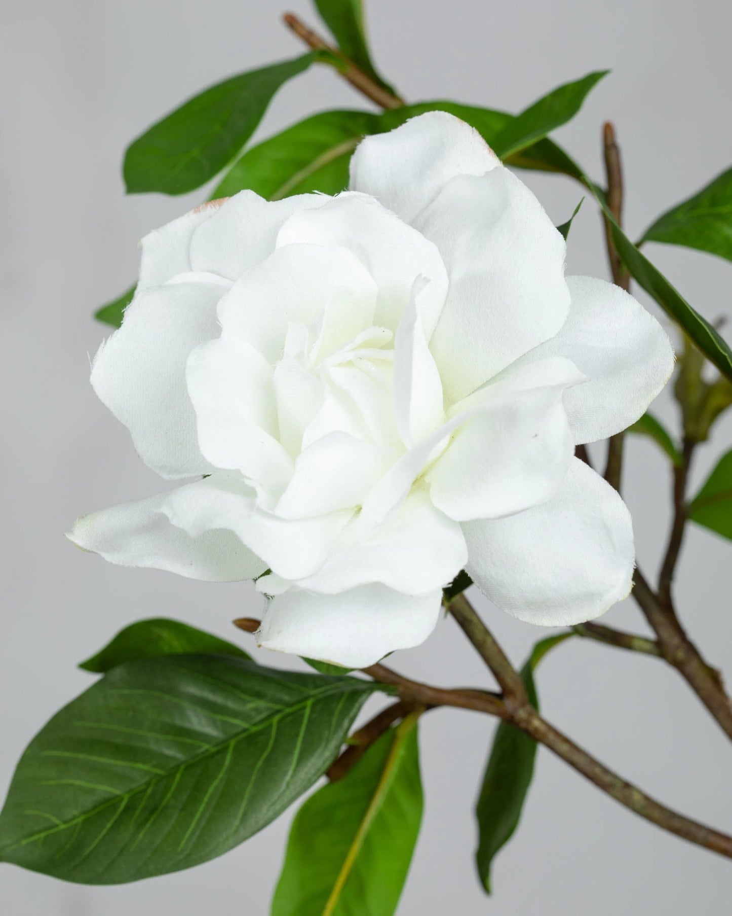 Gardenia 26" stem