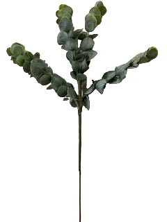 Eucalyptus Sprig