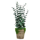 Eucalyptus In Planter