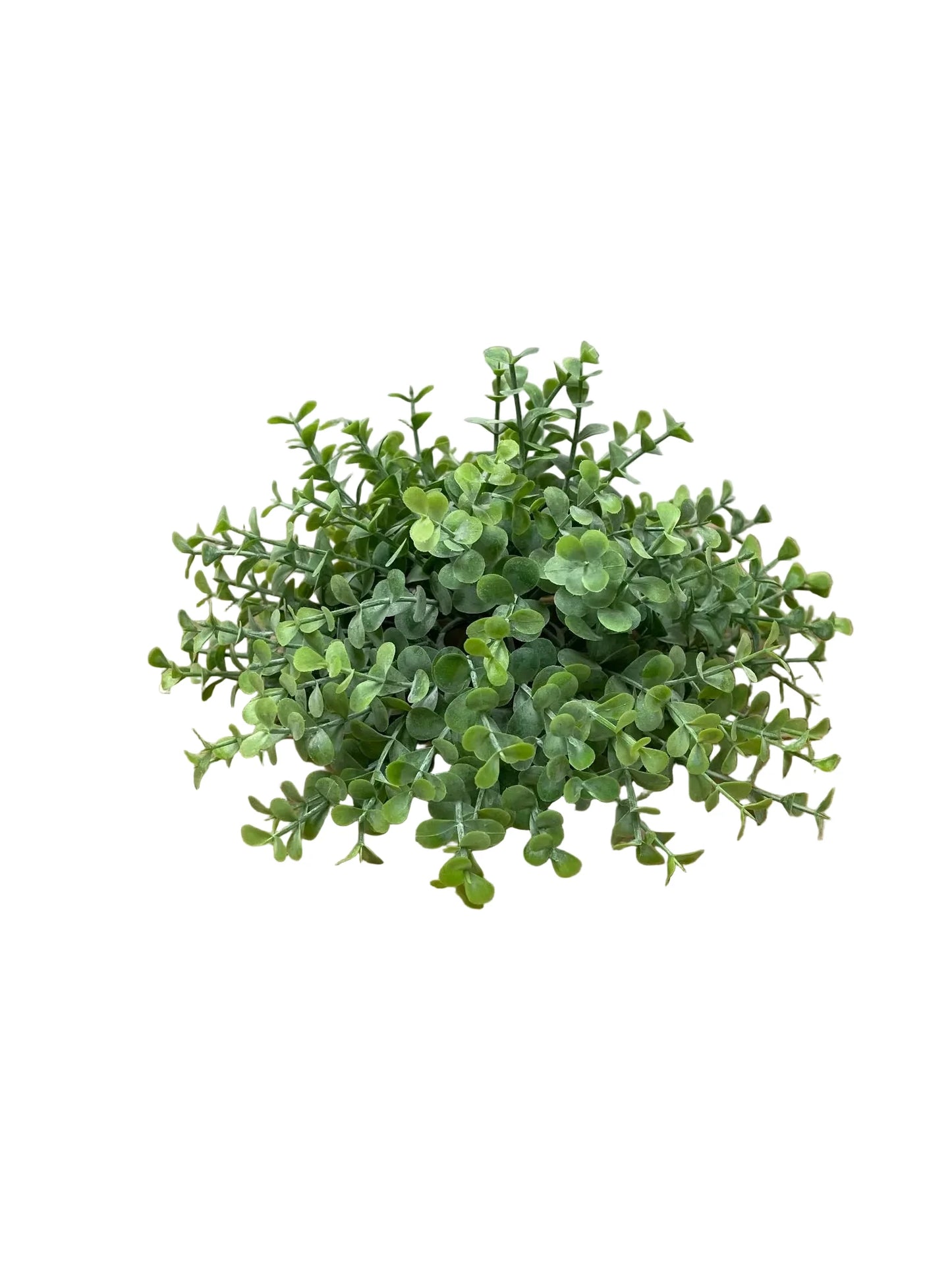Baby Tears plant