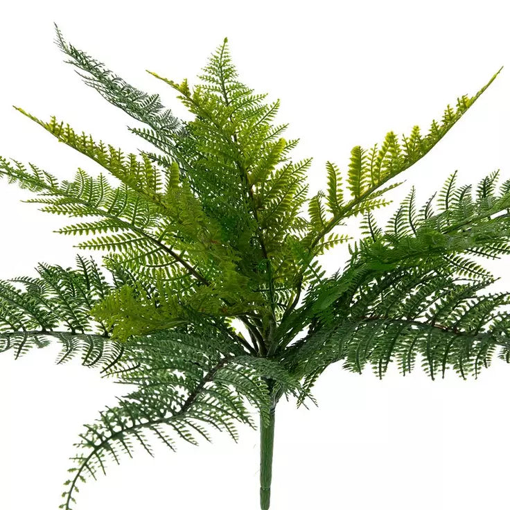 Leather-Leaf Fern Bush