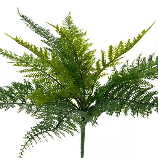 Leather-Leaf Fern Bush