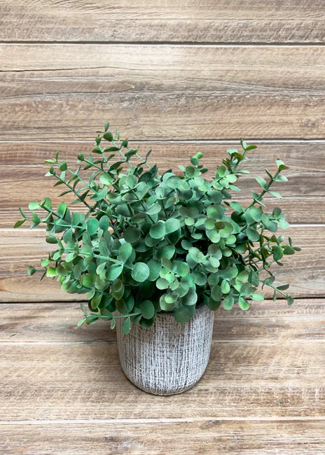 9" Eucalyptus Bush in Cement