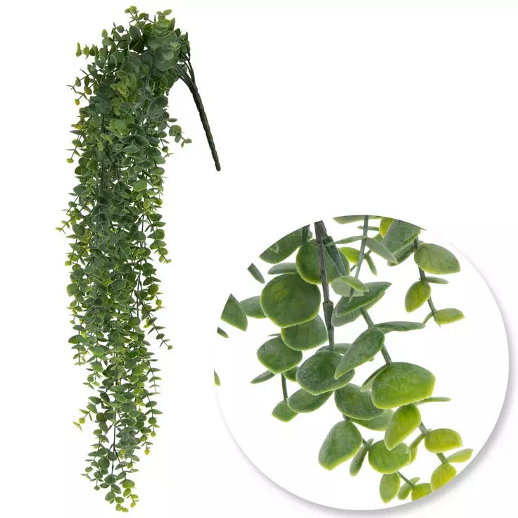 Eucalyptus Bush