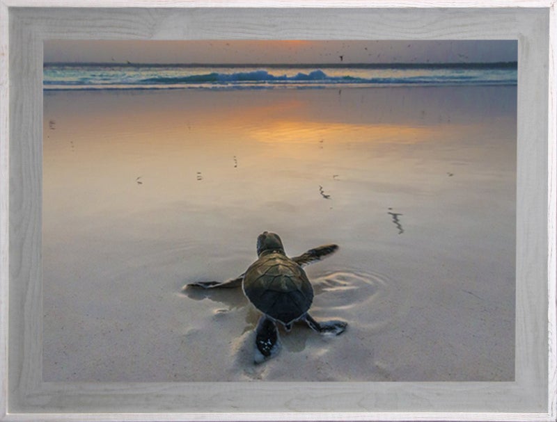 Turtle Sea Life Art