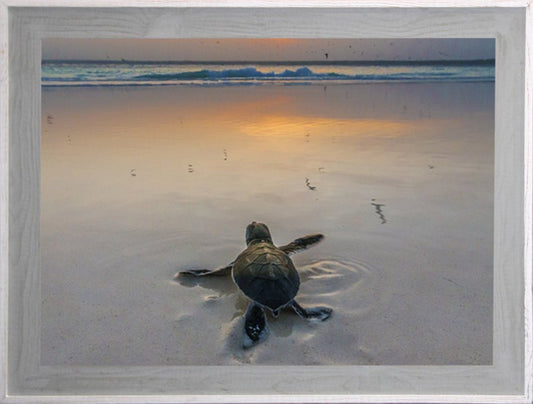 Turtle Sea Life Art