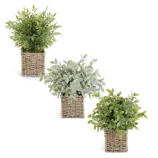 Potted herb in Square Woven Basket