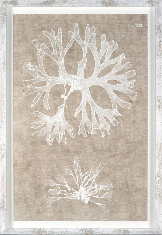 Nature Printed On Linen III