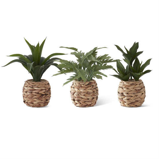 Tropical Foliage Plants in Woven Round Pots