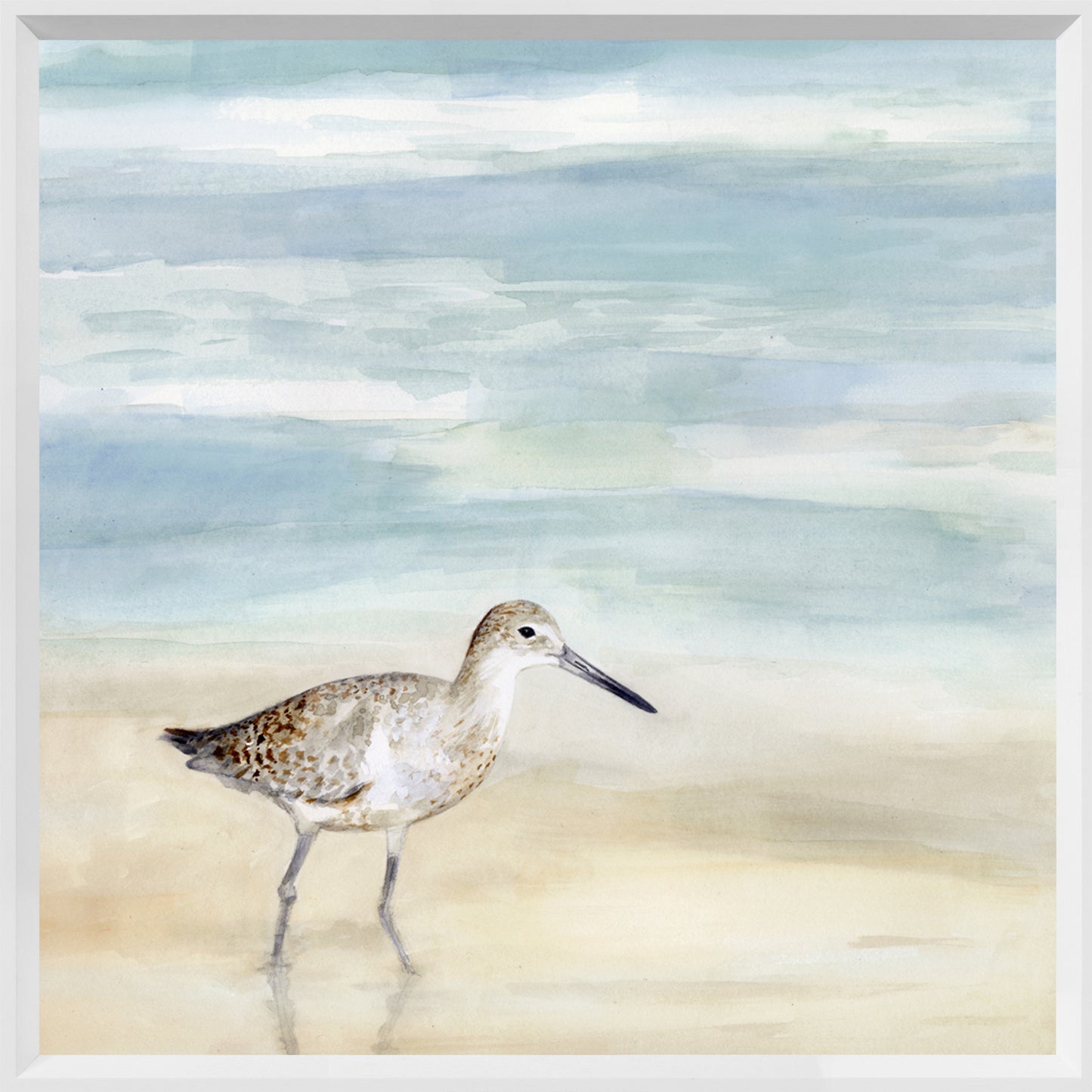 Speckled Willet l