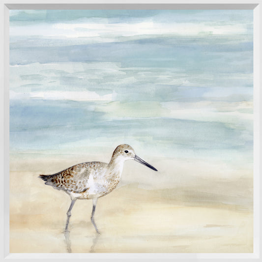 Speckled Willet l