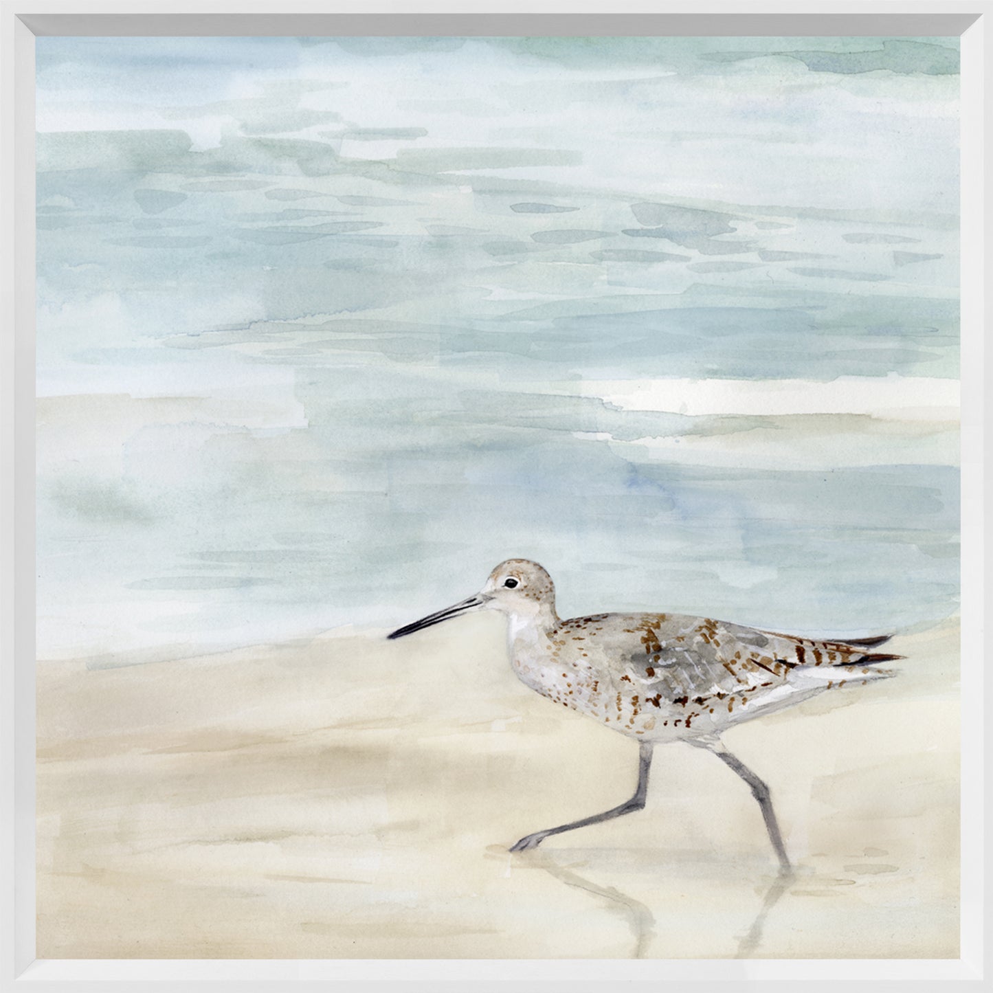 Speckled Willet ll