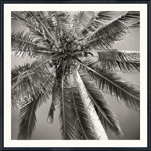 Palm Tree Art