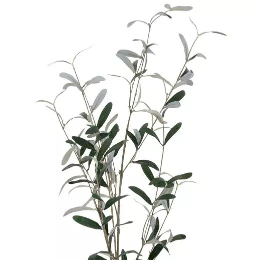 Olive Leaf Spray