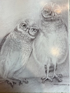 Marco Island Burrowing owls