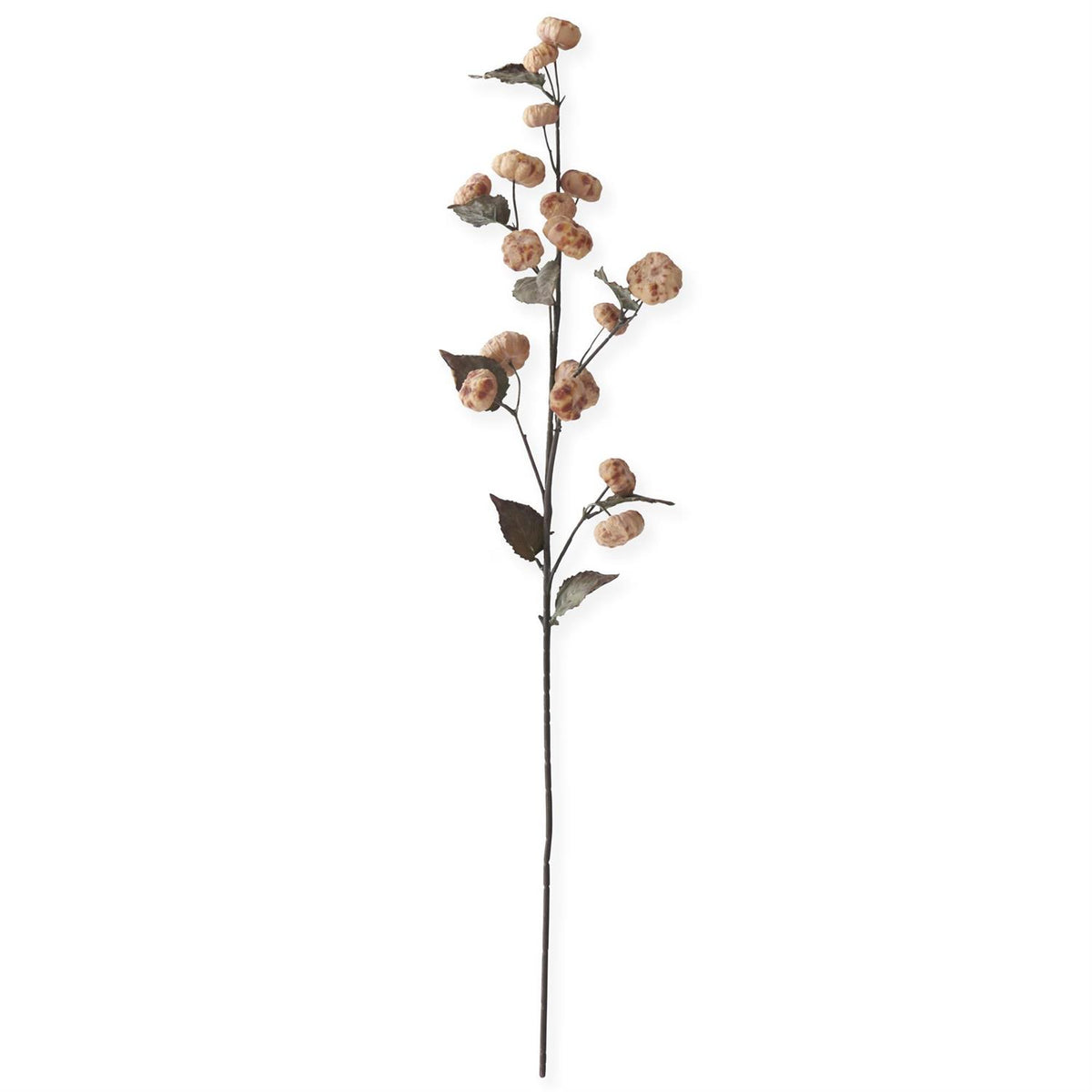 Cream w/Brown Pumpkin Stem