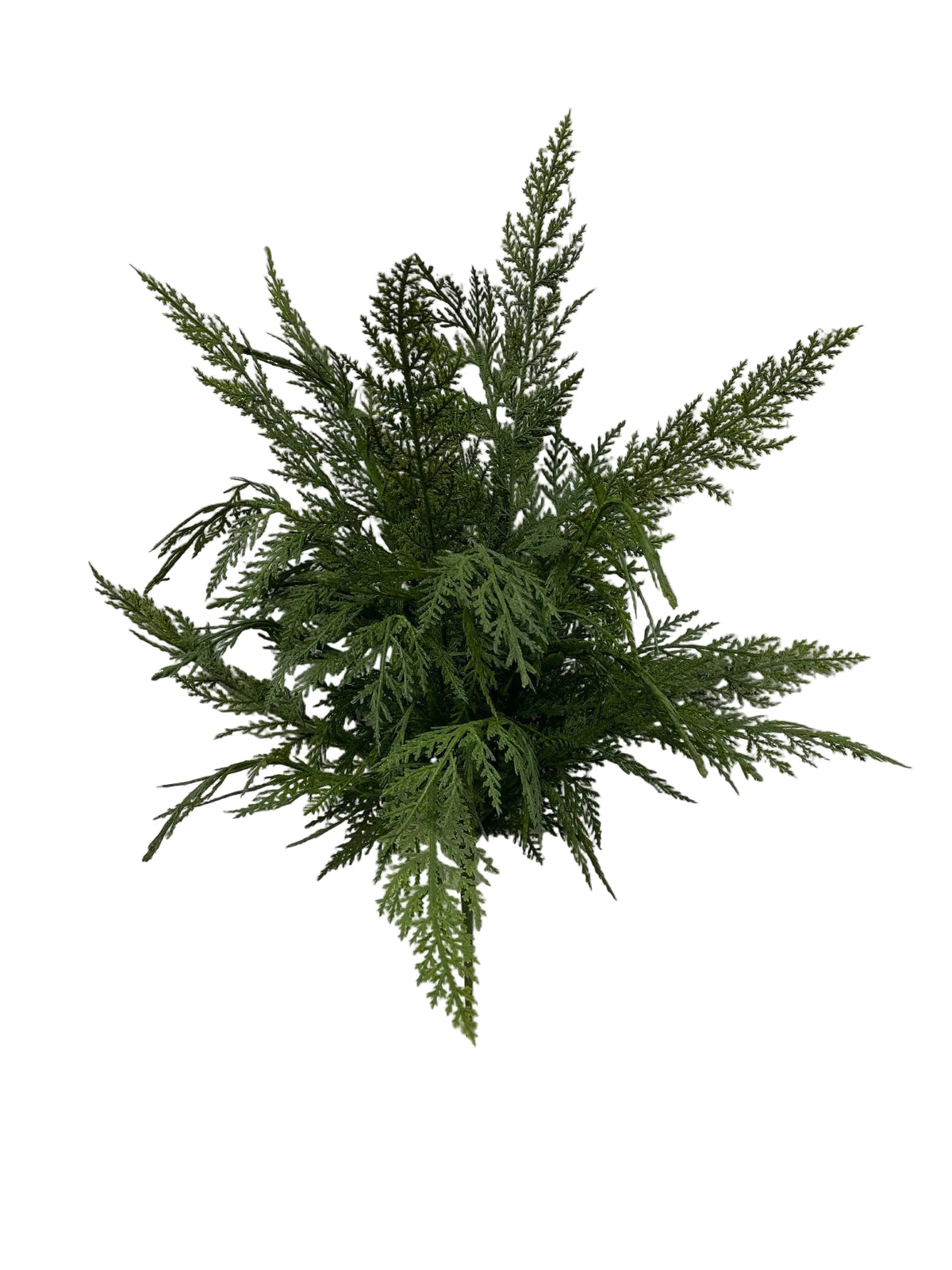 24" Fresh Touch Cypress Bush