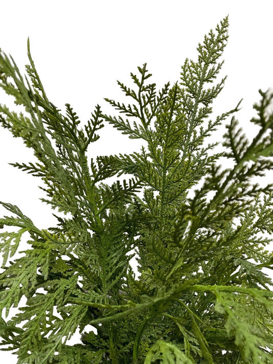 24" Fresh Touch Cypress Bush