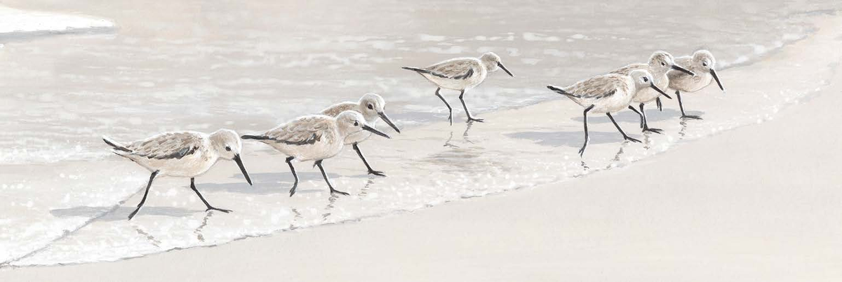Sandpiper on the Beach