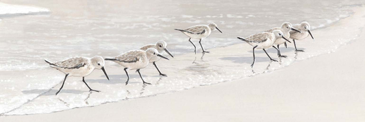 Sandpiper on the Beach