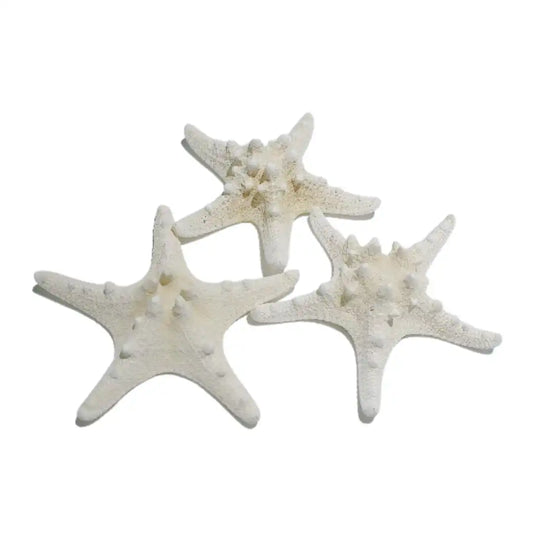 Large Starfish
