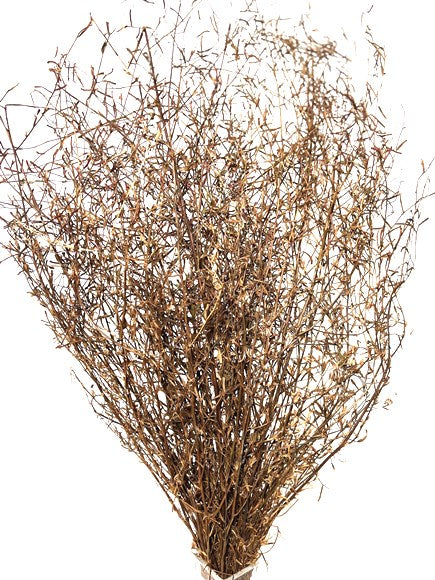 Whispy Grass Stems