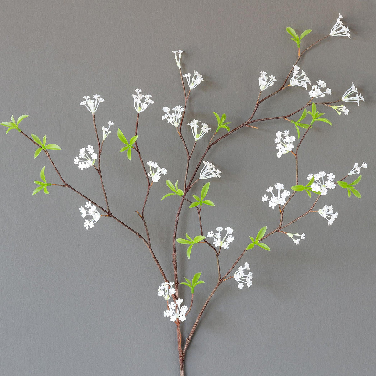 Bridal Wreath Spirea stem