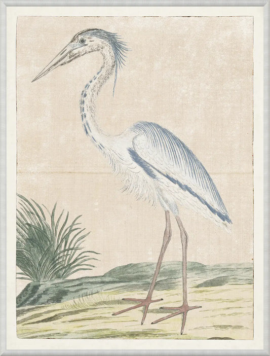 GREY HERON