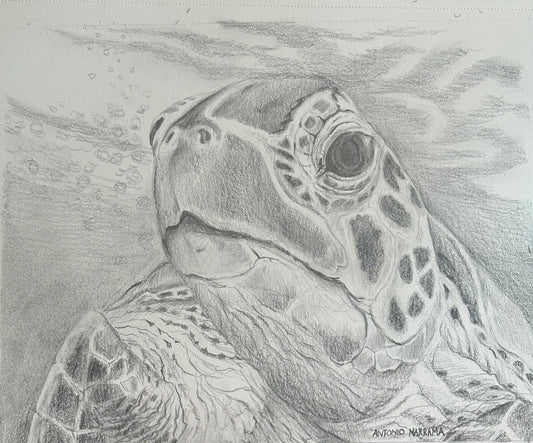 Sea Turtle Art Print by Local Artist