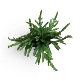 Fresh Touch Norfolk Pine Picks 12-inch