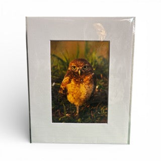 Burrowing Owl Photograph ( Local Artist)