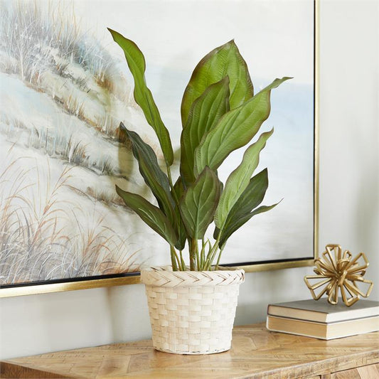 Plant in Basket