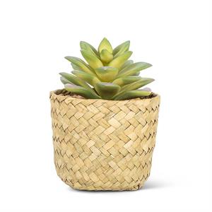 Succulent in basket