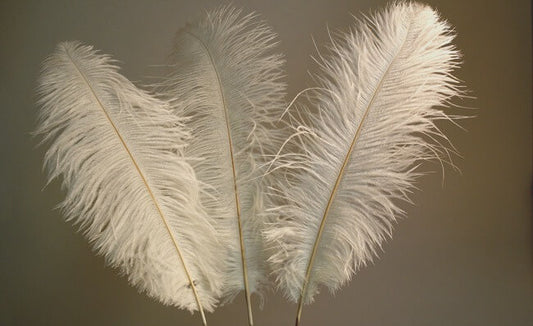 Feathers in White