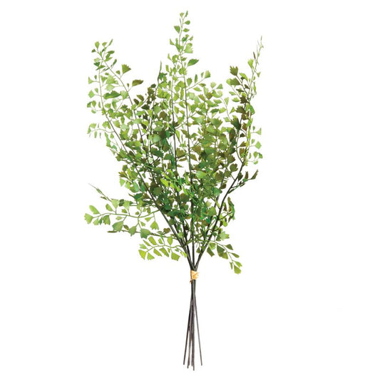 Maidenhair Fern Bundle of 7