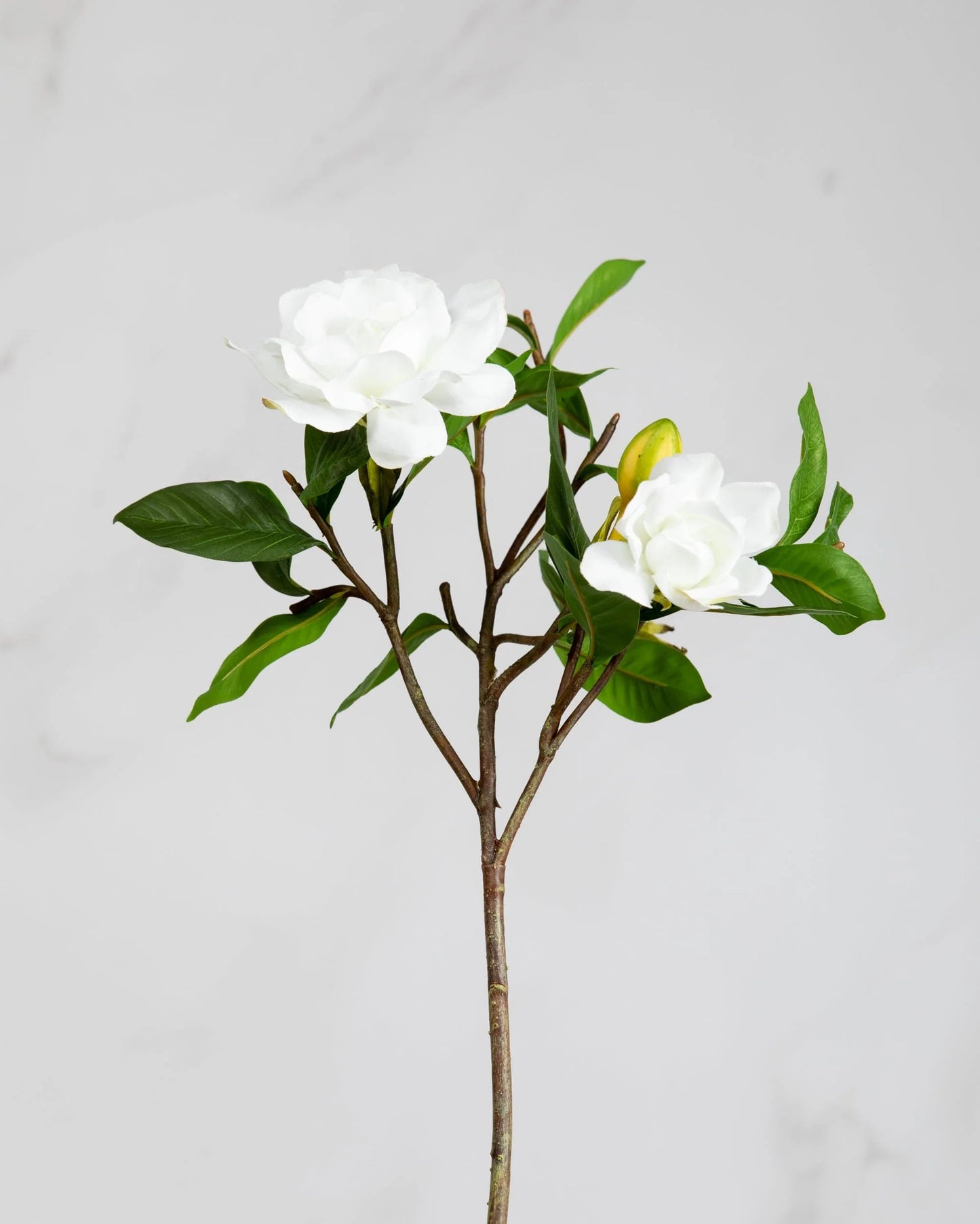 Gardenia 26" stem