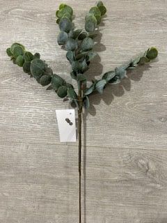 Eucalyptus Sprig