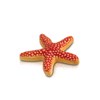 Sea Star Starfish NF